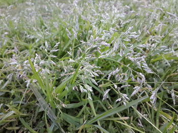 Close-up of plant growing on field