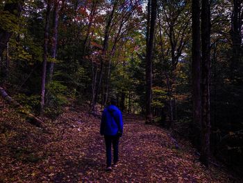 Rear view of man walking on footpath in forest