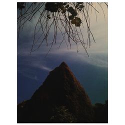 Low angle view of trees against sky