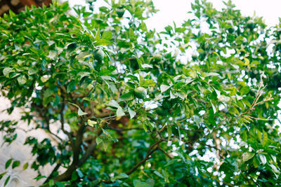 Low angle view of flowering plants on tree