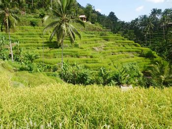 Scenic view of grassy field