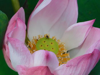 Close-up of pink lotus lily