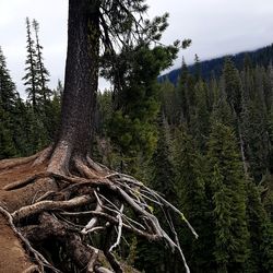 Trees growing against sky at forest