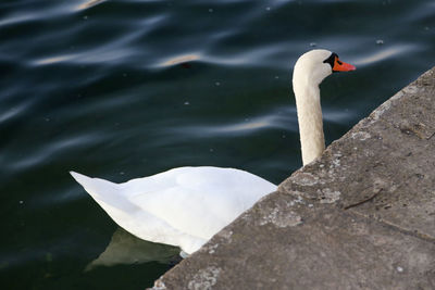 High angle view of swan floating on lake