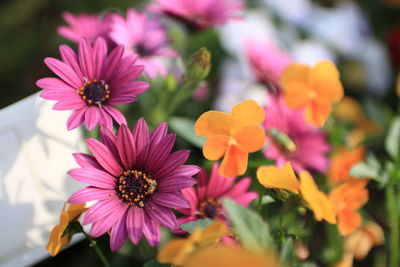 Close-up of pink cosmos flowers blooming outdoors