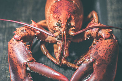 Close-up of lobster