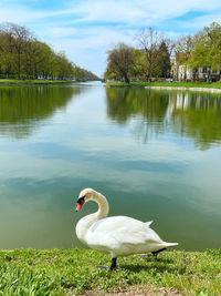 Swans swimming in lake