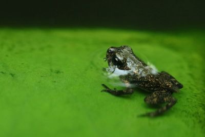 A frog perched on a lotus leaf.