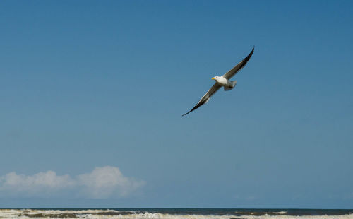 Low angle view of bird flying over sea against clear sky