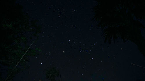 Low angle view of silhouette trees against sky at night
