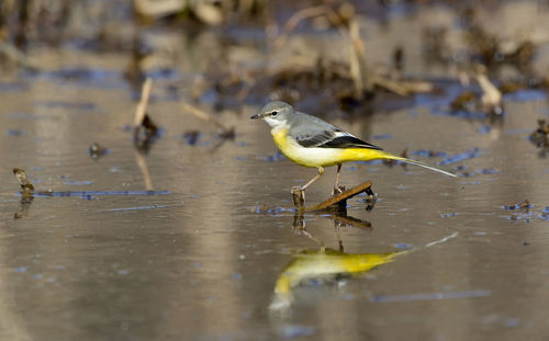 Bird perching on a pond