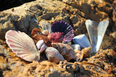 Shells on rock at beach