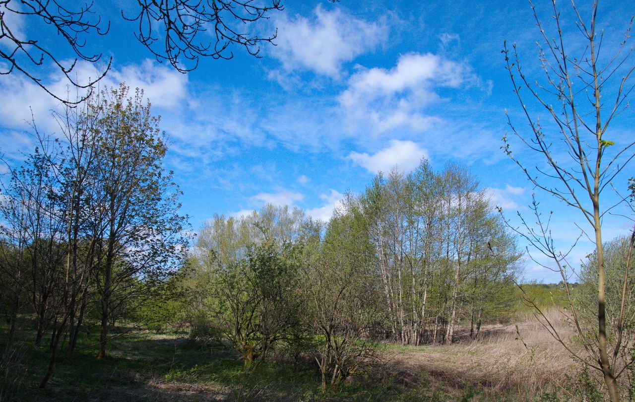 TREES ON FIELD AGAINST BLUE SKY