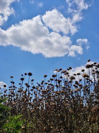 Low angle view of plants growing on field against sky