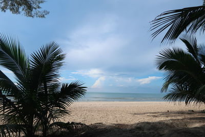 Palm trees on beach against sky