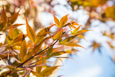 Close-up of leaves on plant during autumn