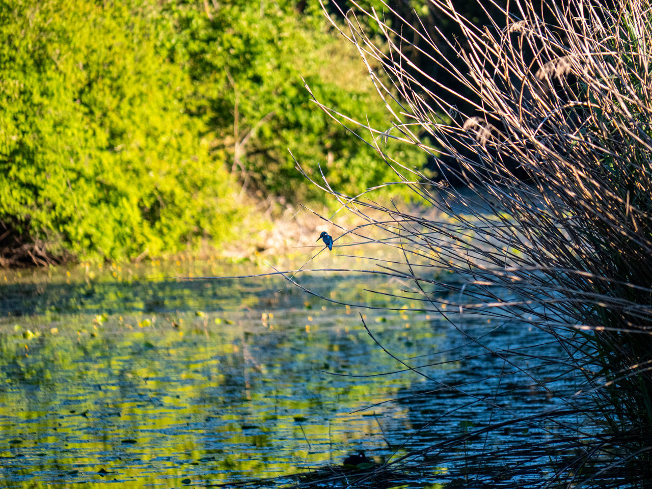 VIEW OF BIRDS ON THE LAND