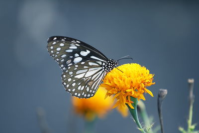 Close-up of butterfly pollinating on flower