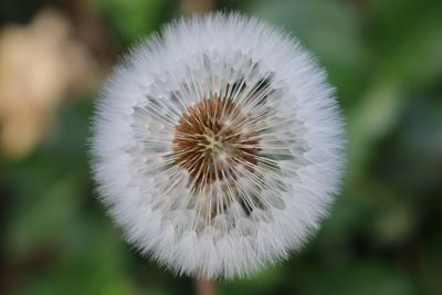 Close-up of dandelion