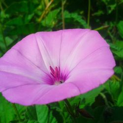 Close-up of purple flower blooming outdoors