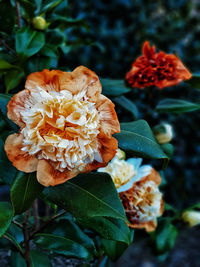 Close-up of red flowering plant in park