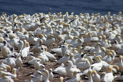 Flock of birds on beach