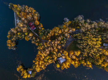 Drone point of view of trees during autumn