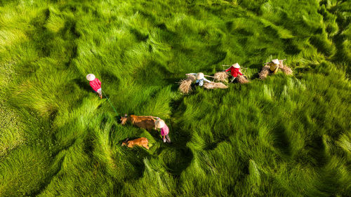 High angle view of cows on grassy field