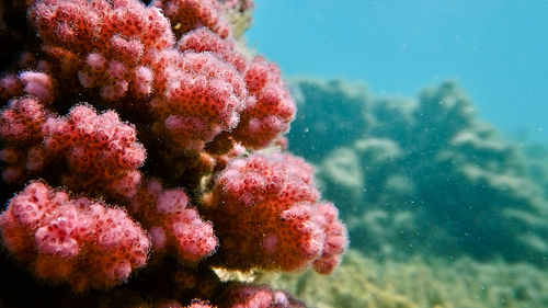 Close-up of coral