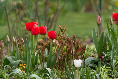 Close-up of red poppy flowers on field