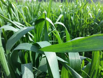 Close-up of plants growing on field