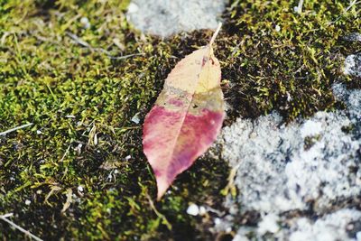 Close-up of maple leaf on rock