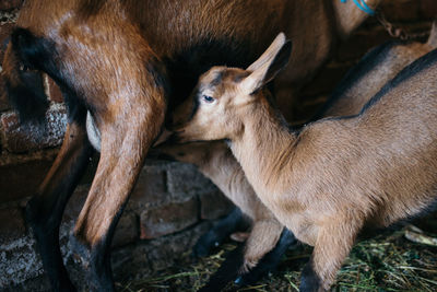 Baby goat drinking milk from mother closeup.