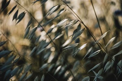 Close-up of wheat