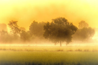 Trees on field against sky during foggy weather