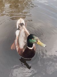 High angle view of mallard duck swimming in lake