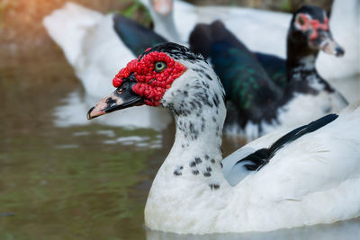 Close-up of swan on water