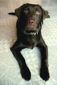 Portrait of dog sitting on floor