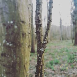 Close-up of wet tree trunk