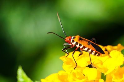 Close-up of butterfly pollinating on flower