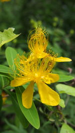 Close-up of yellow flower blooming outdoors