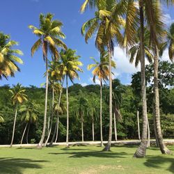 Scenic view of palm trees against sky