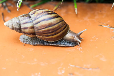 Close-up of snail