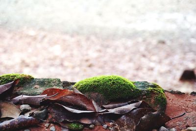 Close up of moss