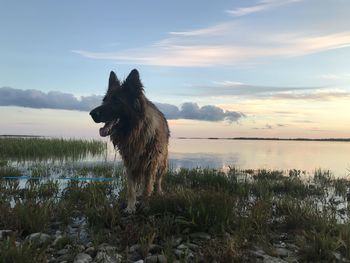 Dog standing on land against sky during sunset