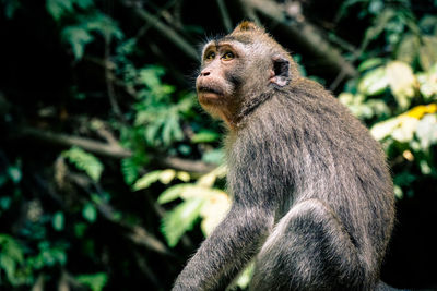 Monkey sitting in a forest