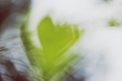 Full frame shot of fresh green leaves