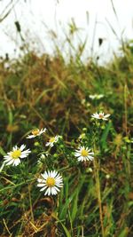 Close-up of white daisy flowers growing in field