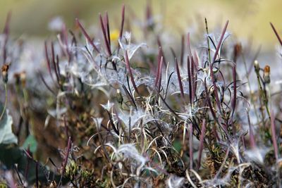 Close-up of plant