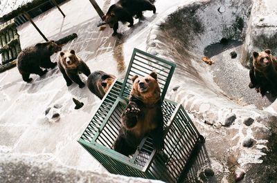 High angle view of a dog at zoo